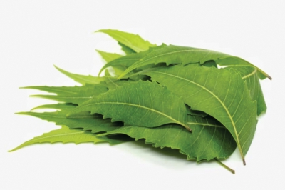 Neem Leaf