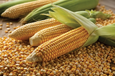 Maize