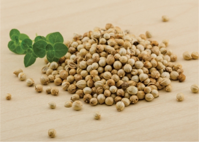 Coriander