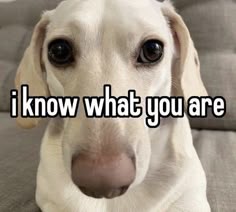 homophobic dog i know what you are