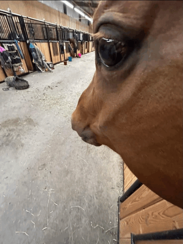 horse side eye