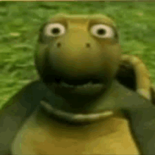 turtle huh