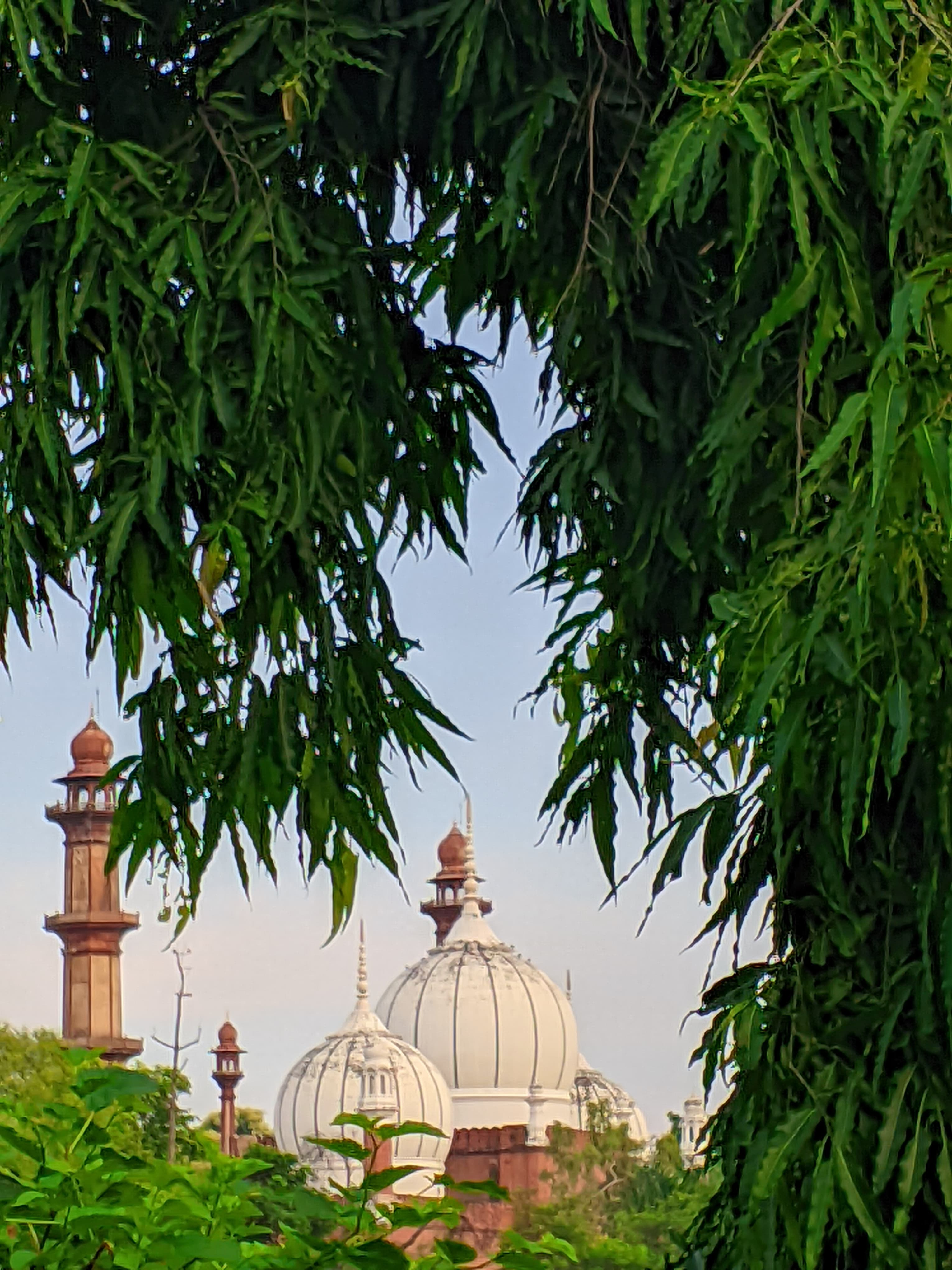 Aligarh Muslim University Campus