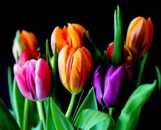 Yellow Pink and Violet Tulips