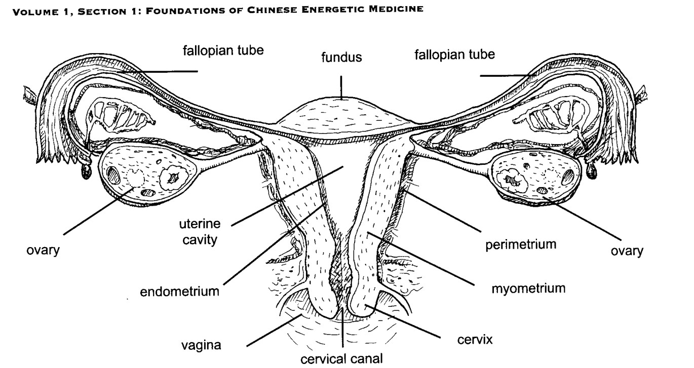 Cơ quan sinh sản nữ, bao gồm Tử Cung, Vòi Trứng và Buồng Trứng