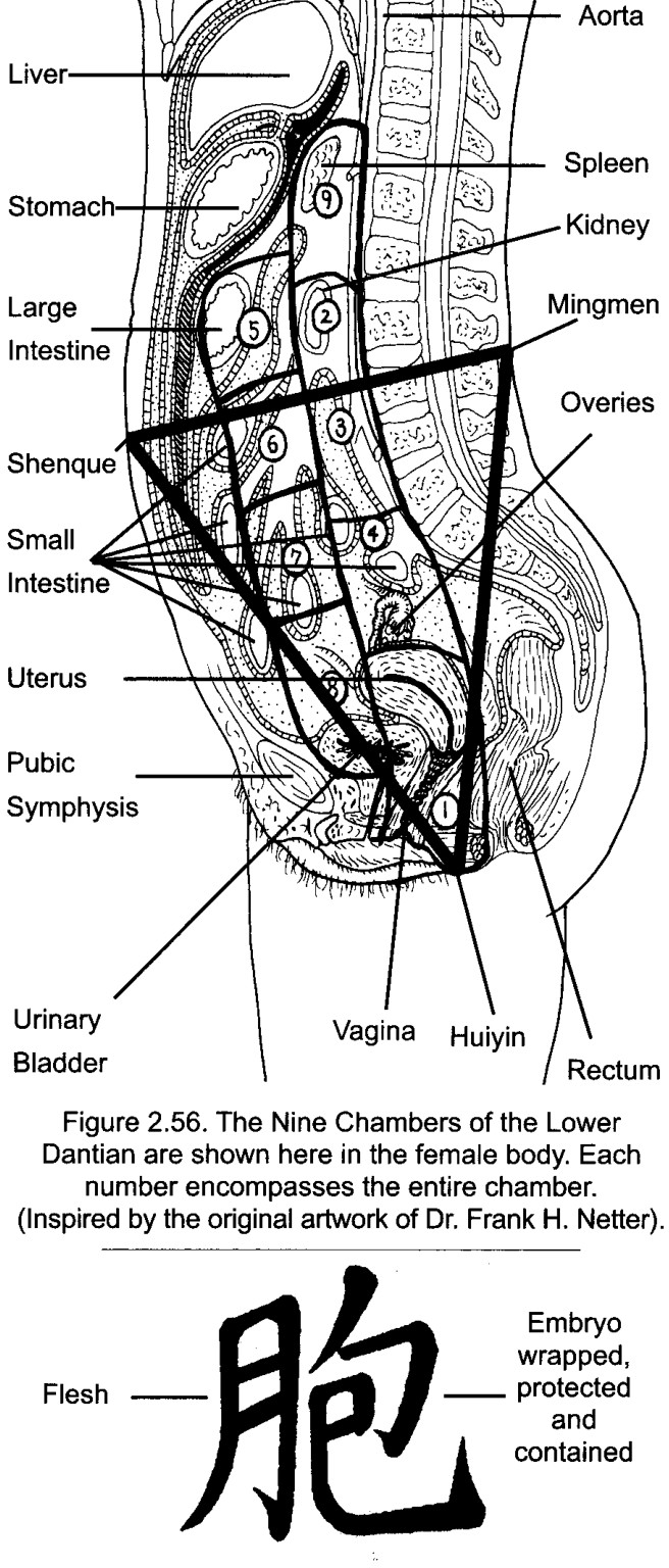 Chữ Hán cho 'Bào', Tử Cung