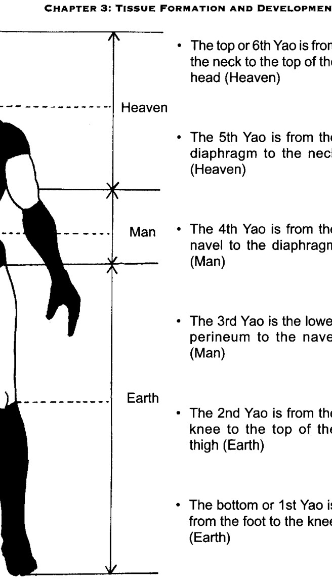 Hình ảnh Yao và cơ thể con người