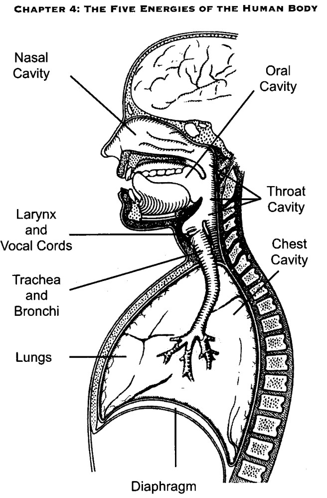 Cơ chế tạo âm thanh qua khoang mũi, thanh quản, khí quản, phổi và cơ hoành