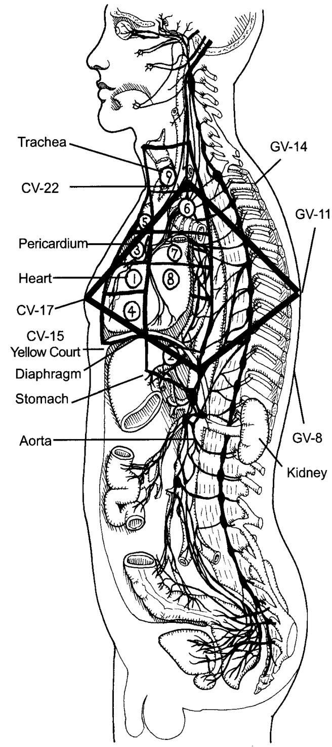 Chín khoang của Trung Đan Điền ở nam và nữ; minh họa tim, huyệt CV-17 và động mạch chủ