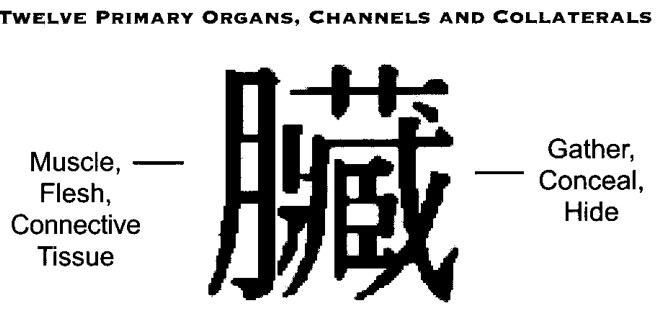 Ký tự biểu ý Trung Quốc cho chữ Zang, nghĩa là tạng phủ