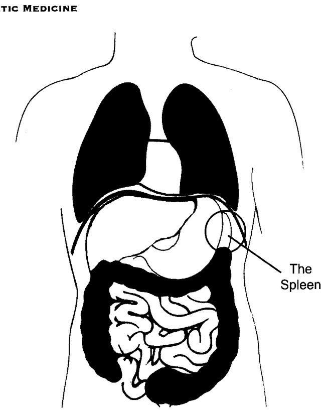 Vị trí giải phẫu của lá lách