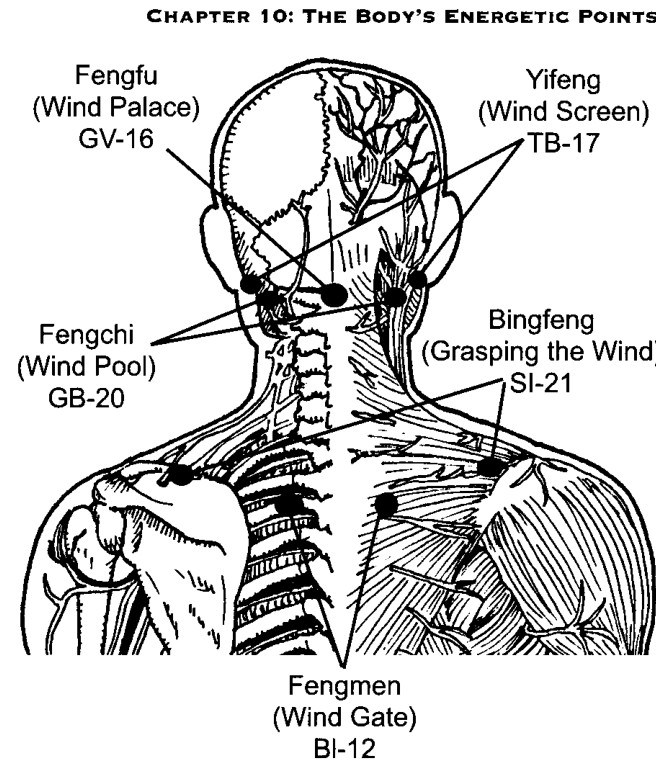 Các huyệt ở phía sau cổ đặc biệt dễ bị ngoại Phong xâm nhập