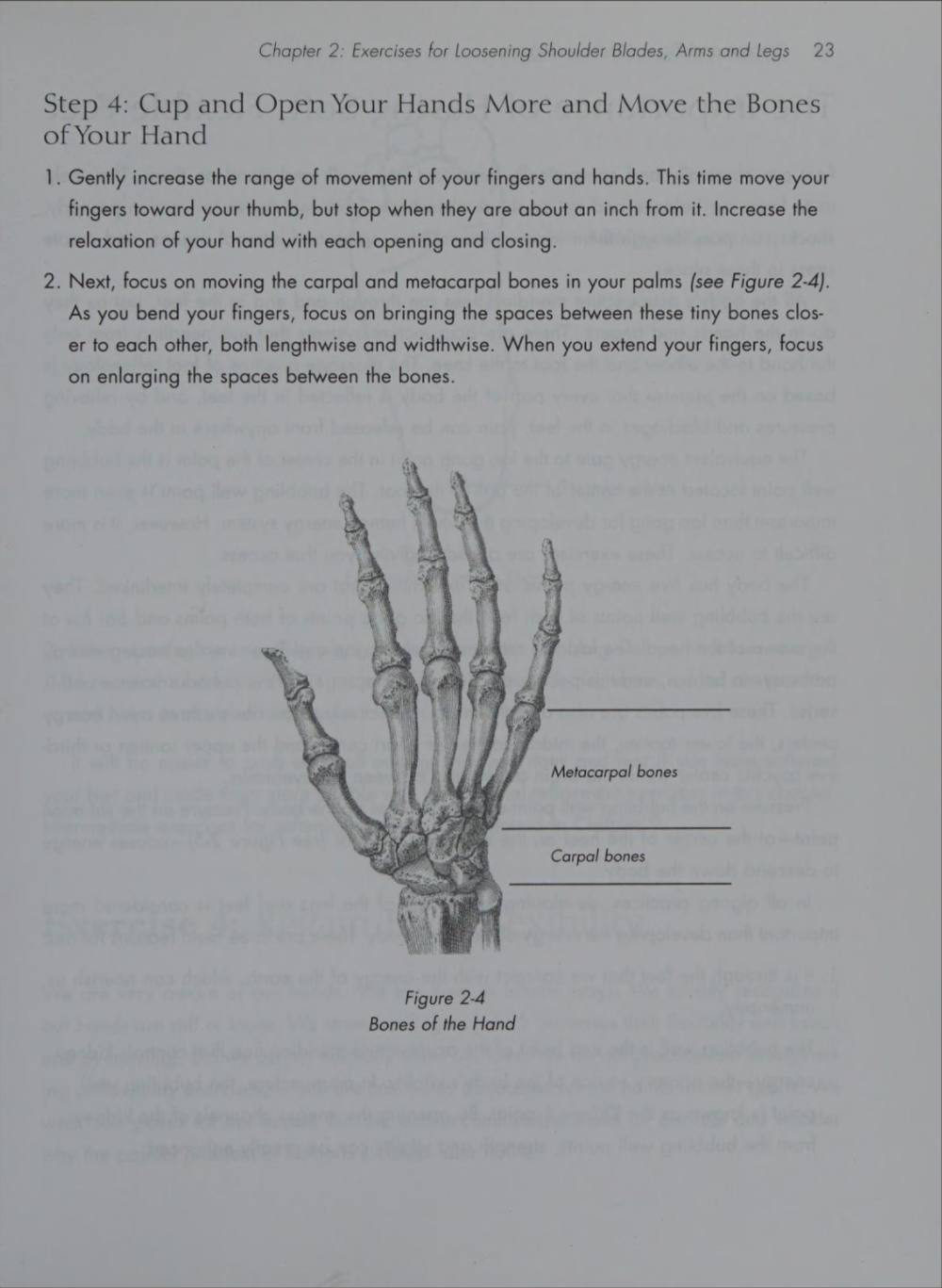 Hình 2-4 — Các xương của bàn tay: xương cổ tay và xương bàn tay (metacarpal)