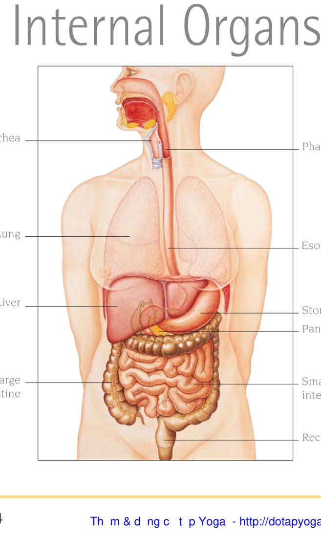 Hệ cơ — mặt trước