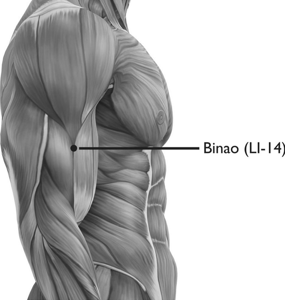 Huyệt Binao (臂臑, LI-14)