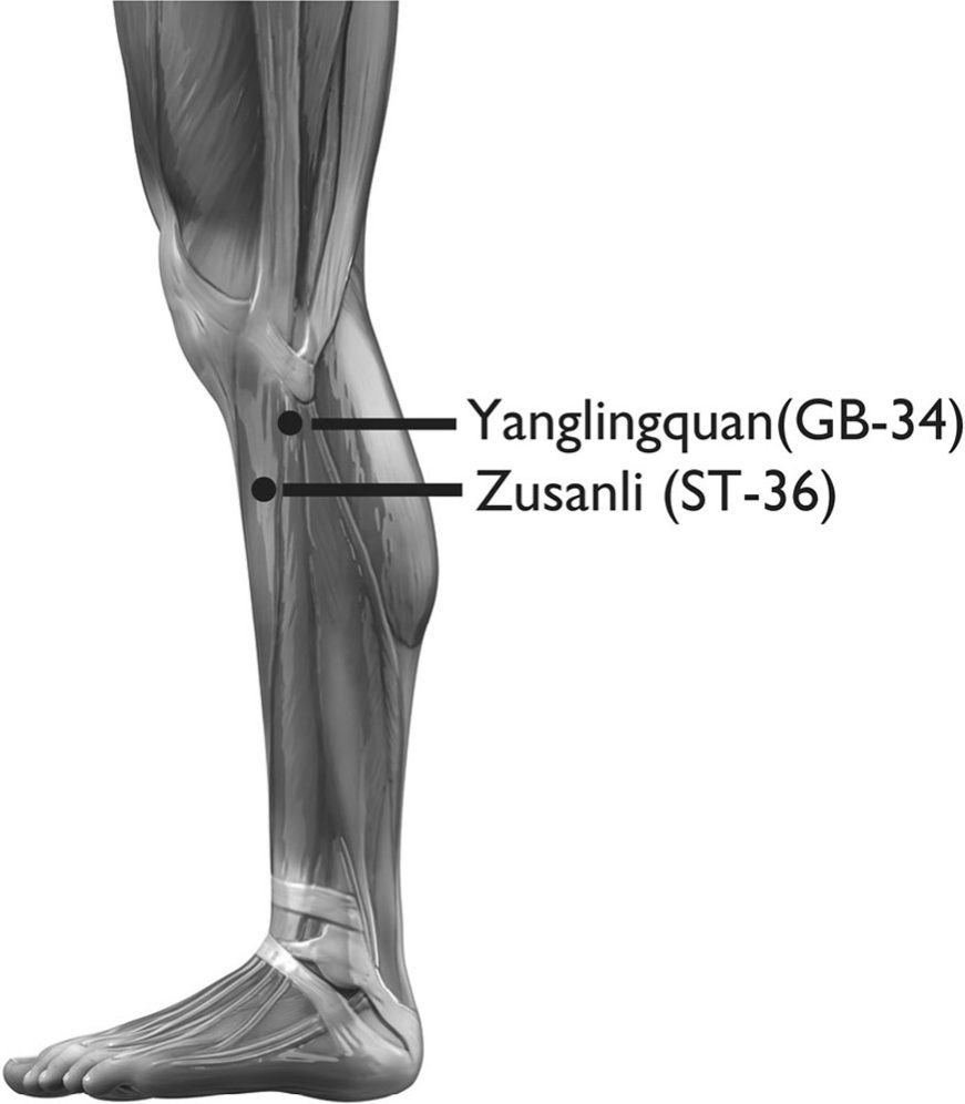 Huyệt Túc Tam Lý và Yanglingquan
