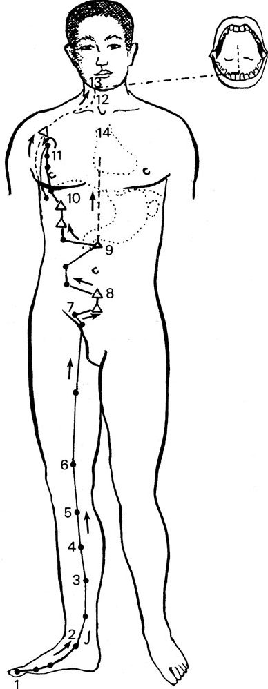 Kinh Túc thái âm Tỳ