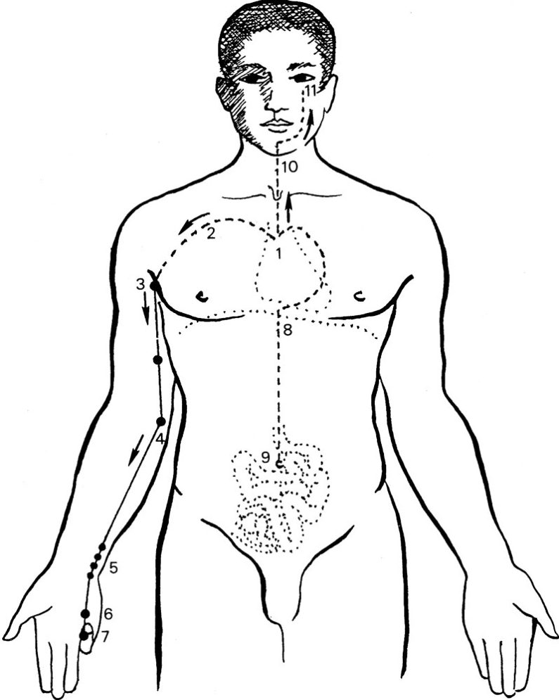 Kinh Thủ thiếu âm Tâm
