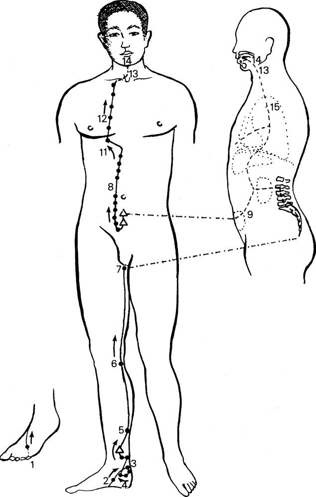 Kinh Túc thiếu âm Thận