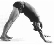 Tư thế downward dog của yoga