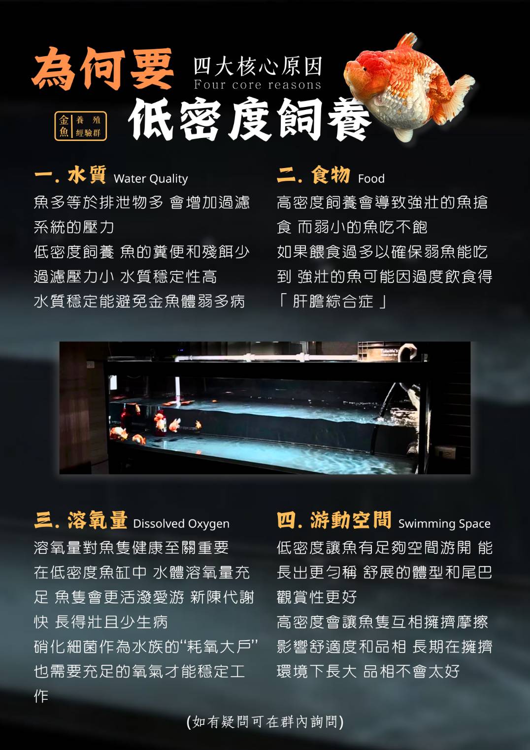 為何要低密度飼養金魚