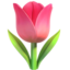 tulip