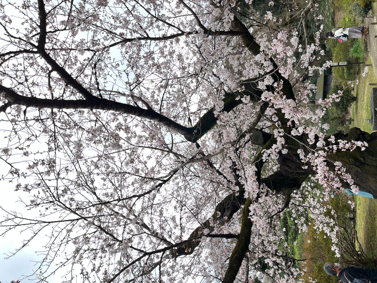 Cherry Blossom Viewing in Tokyo