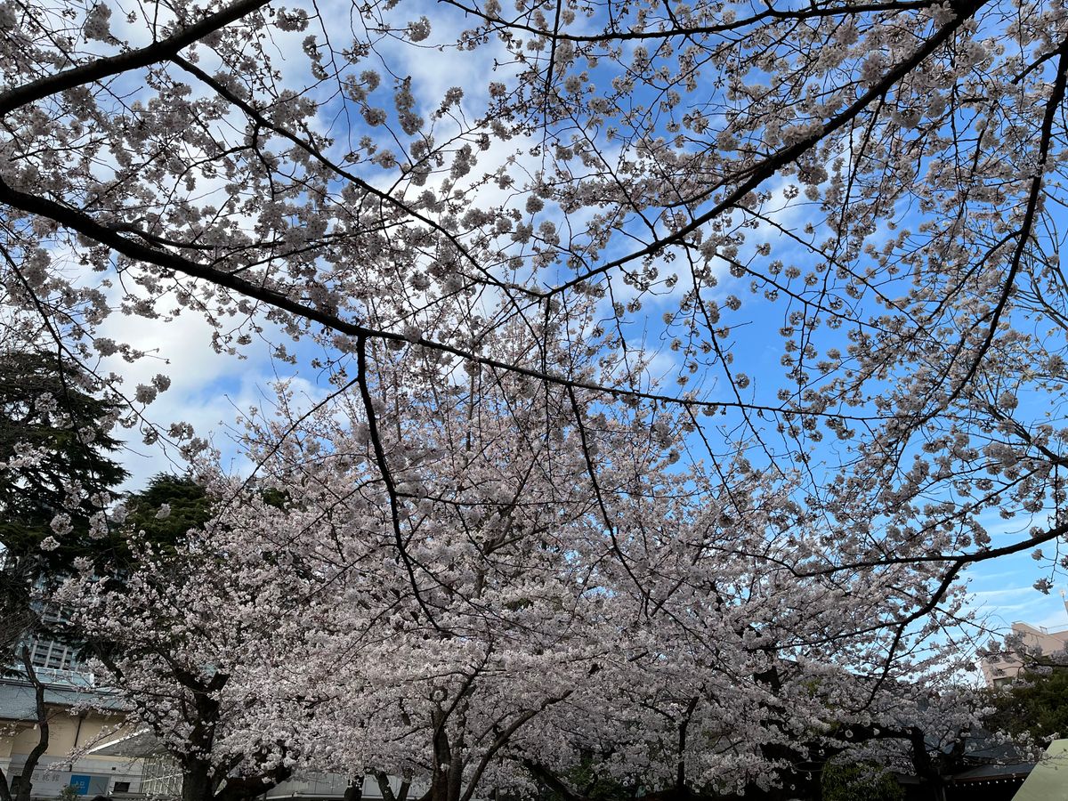 Cherry Blossom Viewing in Tokyo