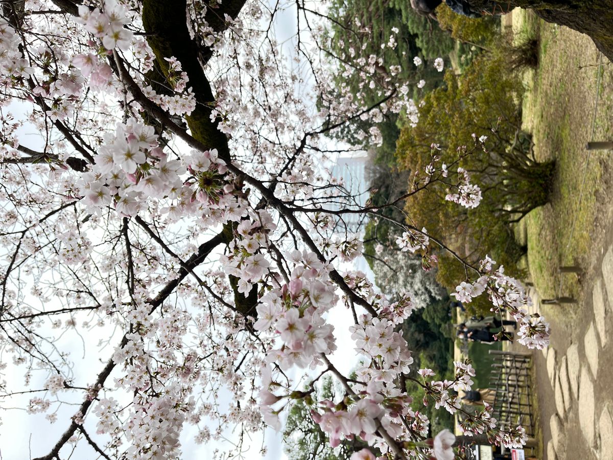 Cherry Blossom Viewing in Tokyo