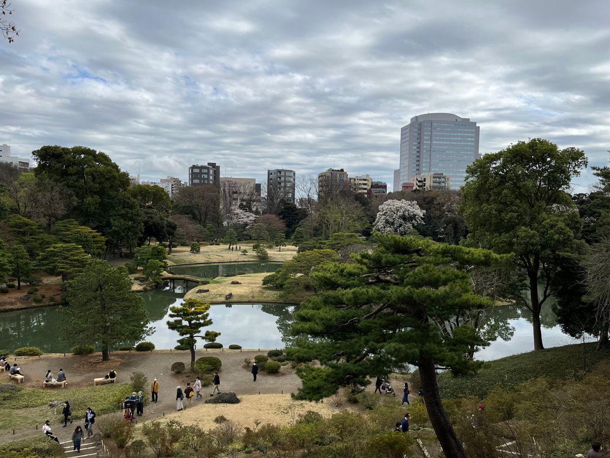 Cherry Blossom Viewing in Tokyo