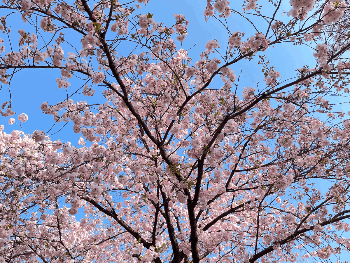 Late Spring Hanami at Shinjuku Gyoen
