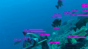 Detection on OzFish