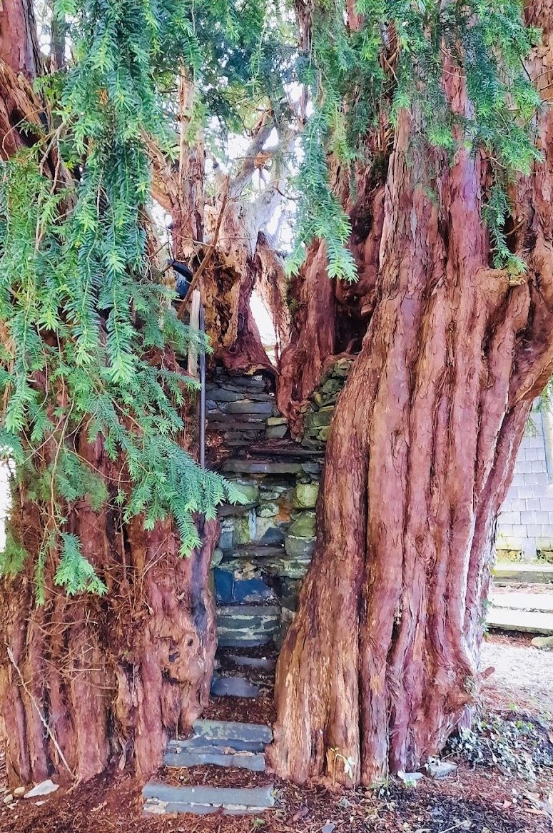 Photograph of the Yew Tree, captured by Jane Gracey.