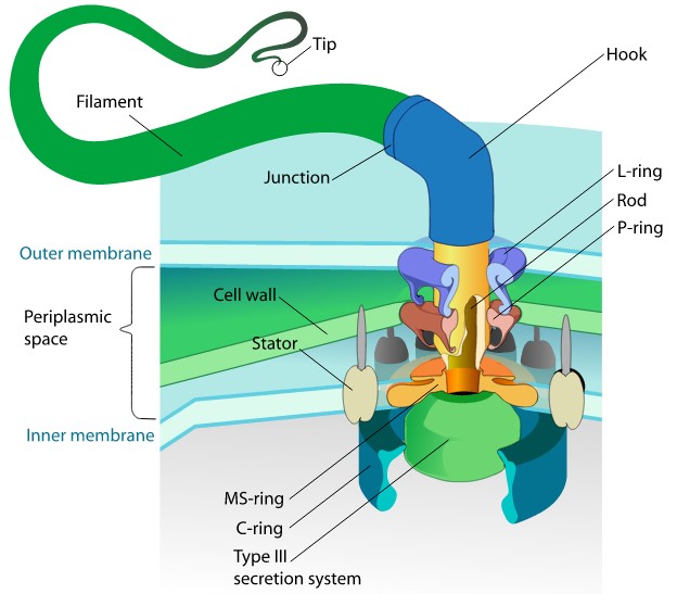 Flagellar movement