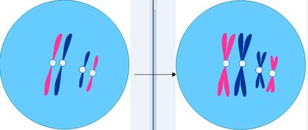 chromosome-copy