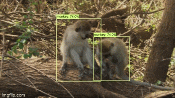 Monkey Detection Object Detection