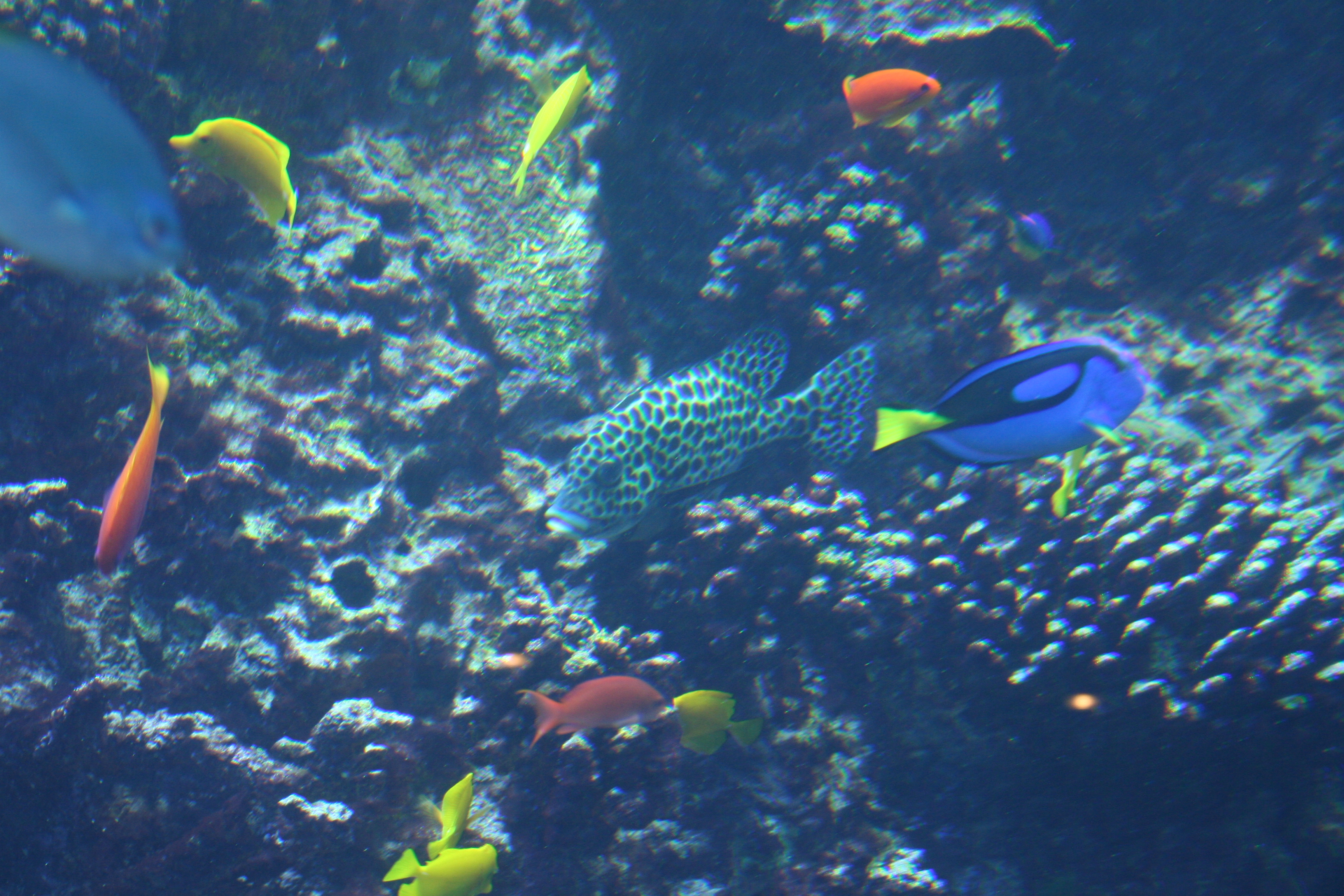 SCUBA diving coral reef