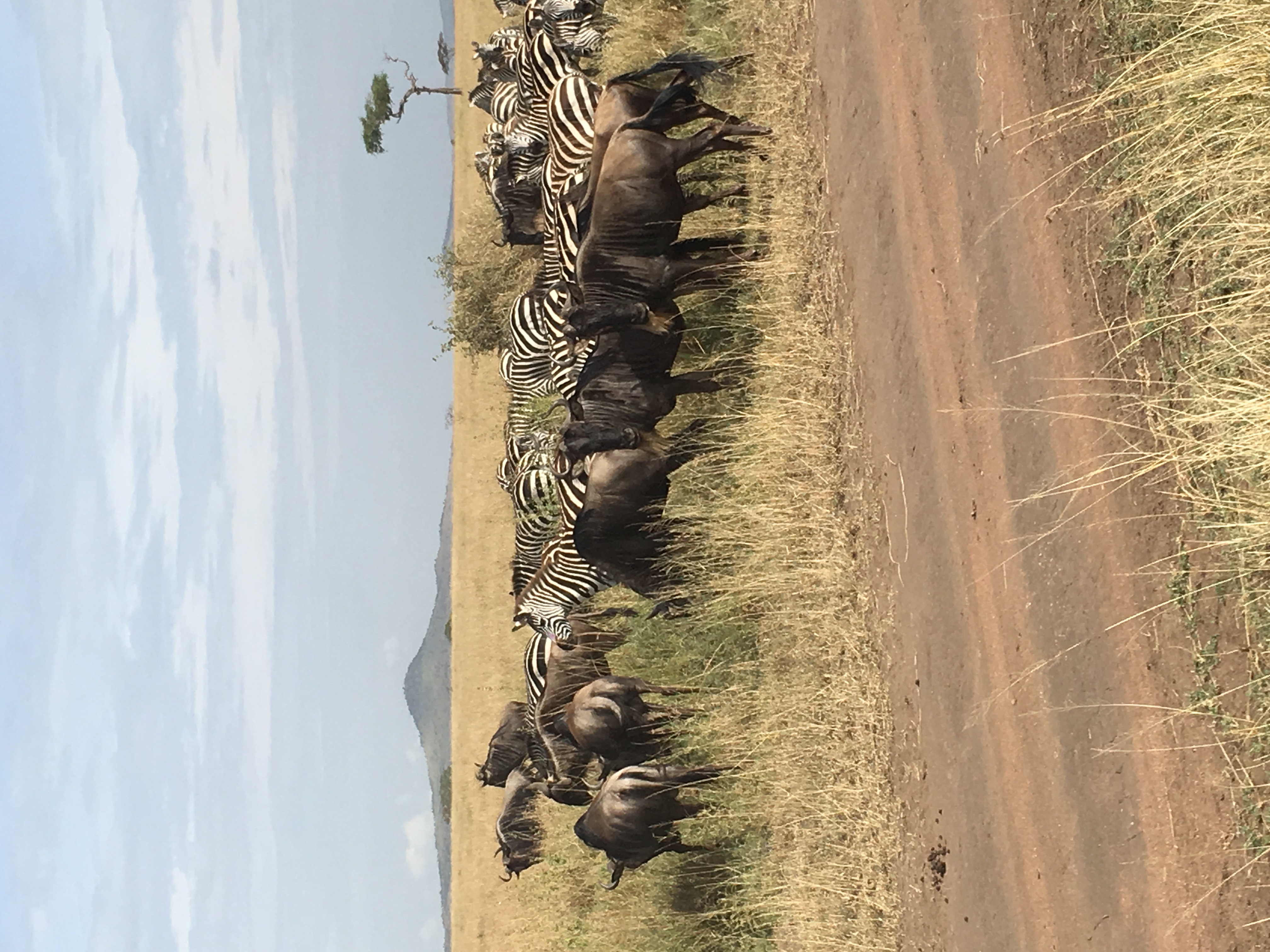 Serengeti Safari