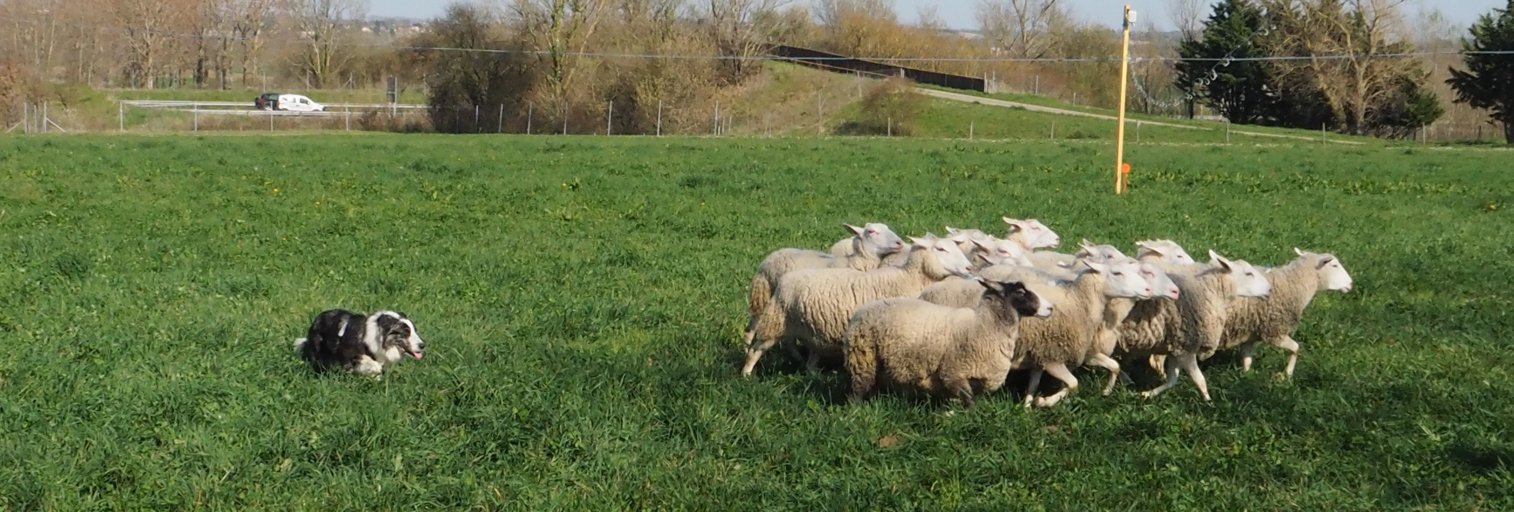 Ovis aries and border collie