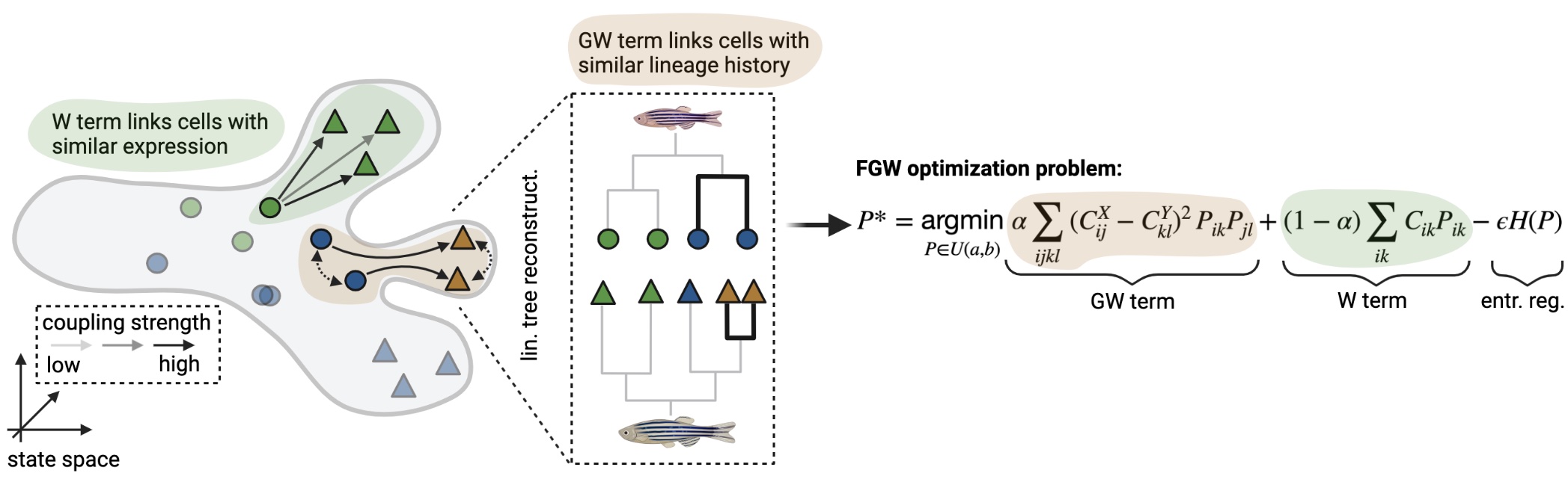 moslin combines gene expression with lineage information in a Fused Gromov-Wasserstein objective function.