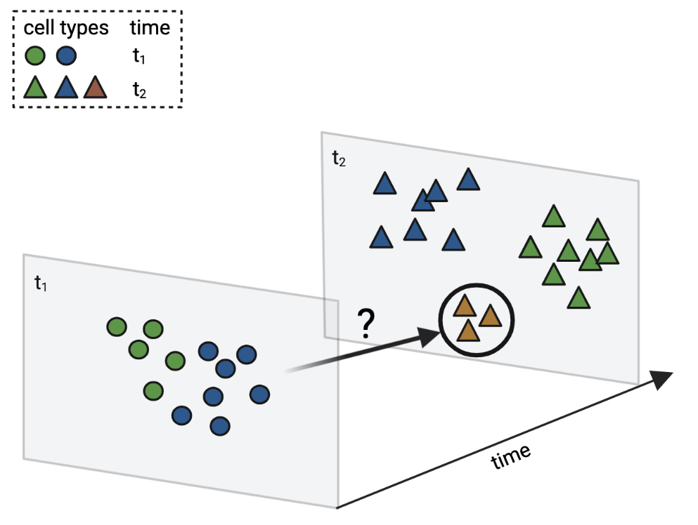 Mapping cells across time points recovers differentiation trajectories.