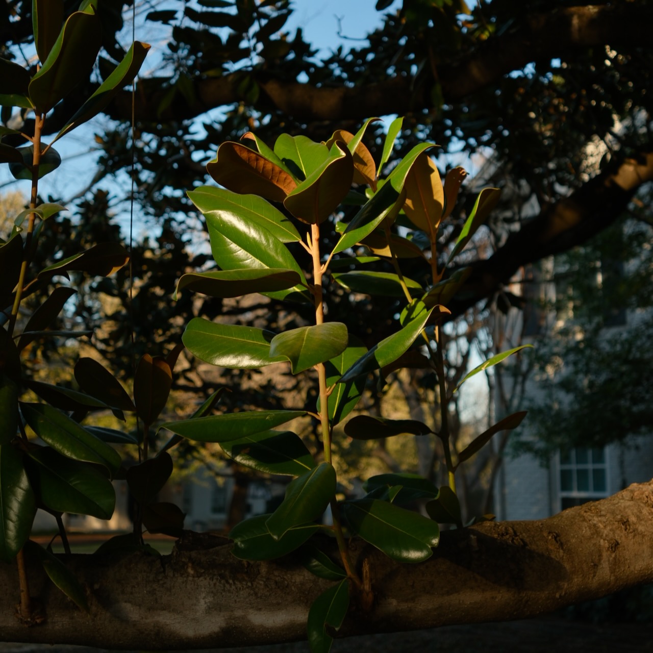 Majestic magnolias, friendly photosynthesizer