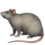 rat