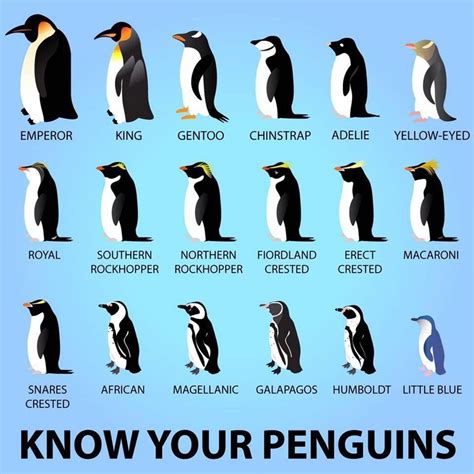 Know your penguins