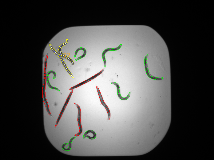 Worms highlighted in green are alive, red is dead, and orange is a cluster.