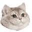 breathing_intensifies_cat.gif