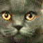 cat-glare.gif