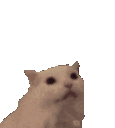 cat-meow-hearts.gif