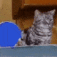 cat-ping-pong.gif