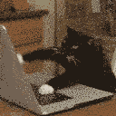 cat-typing-2.gif
